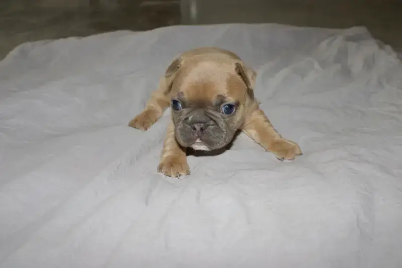 frenchie puppy on blanket
