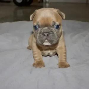 frenchie puppy on blanket
