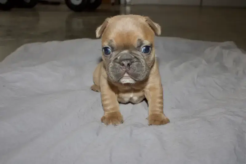 frenchie puppy on blanket