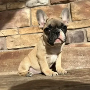 french bulldog puppy