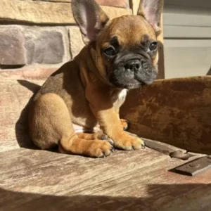 french bulldog puppy
