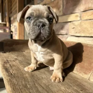 french bulldog puppy
