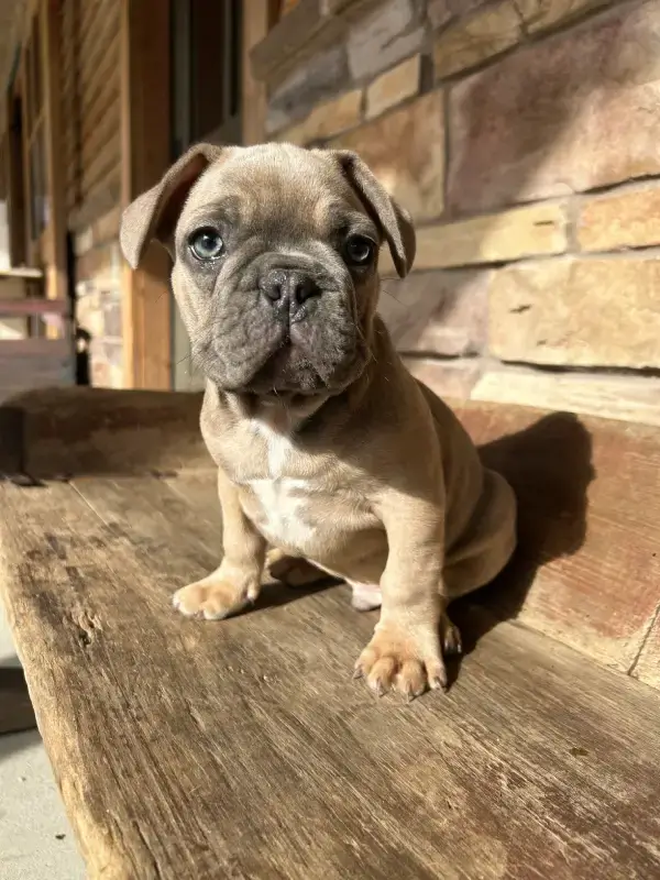 french bulldog puppy