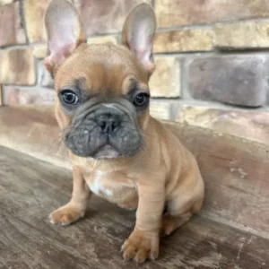french bulldog puppy