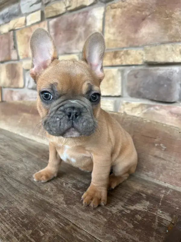 french bulldog puppy