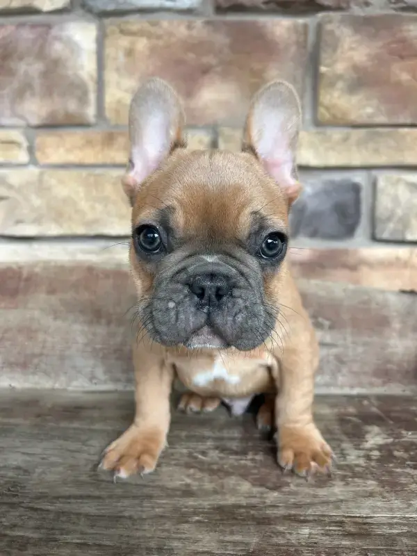 french bulldog puppy