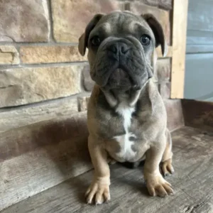 French bulldog puppy