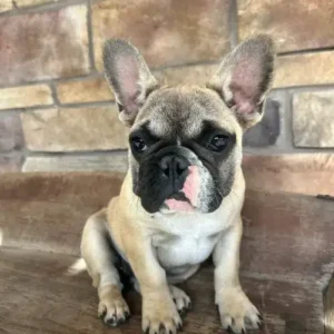 French bulldog puppy