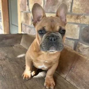 French bulldog puppy